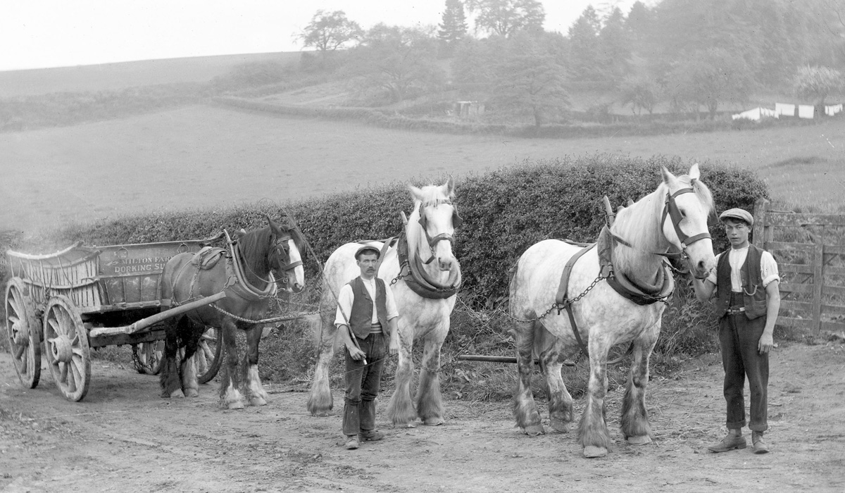 Old Photographs Collectors Vintage Black and White Photographs